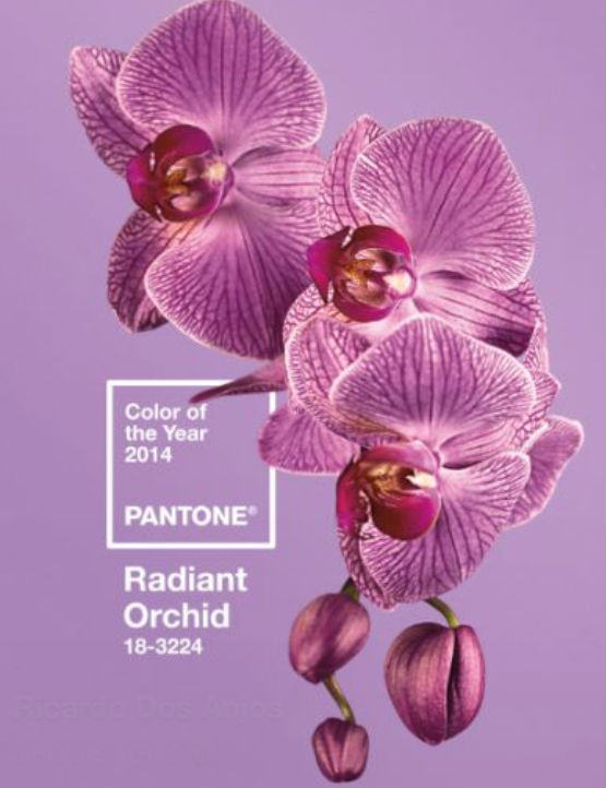 Olha o tom aí, gente. Não é lindo e muito feminino?